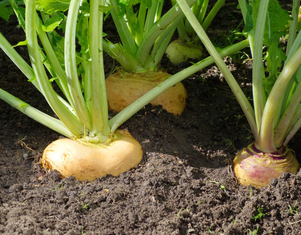 Turnips growing in a garden