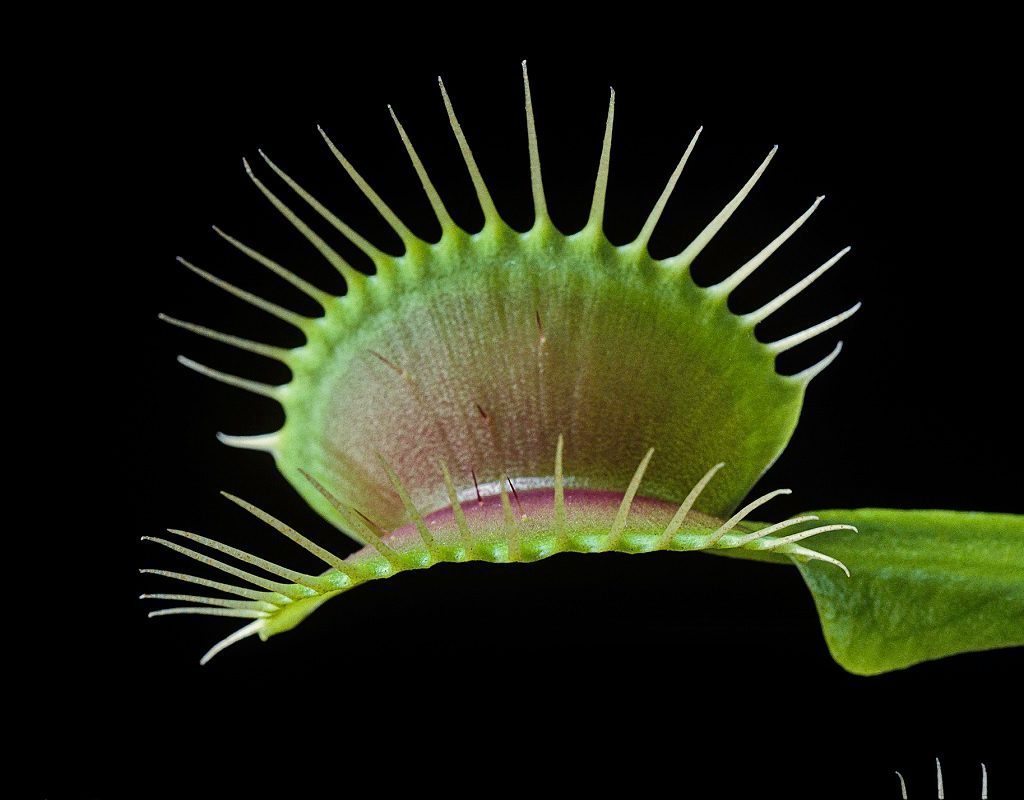 A leaf on a Venus flytrap plant