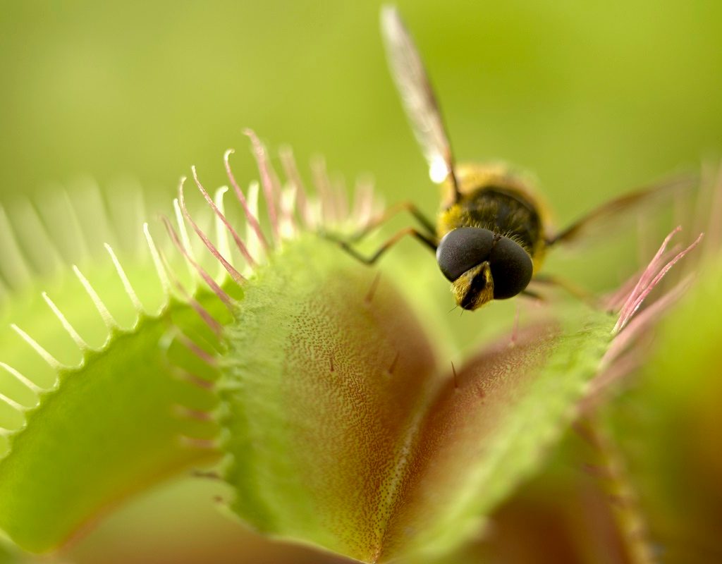 A Venus flytrap having a snack