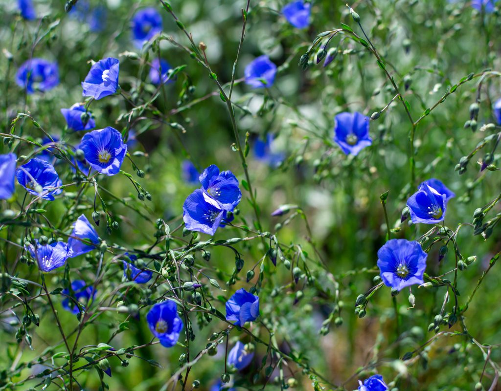 A cluster of small, blue, wild flax flowers
