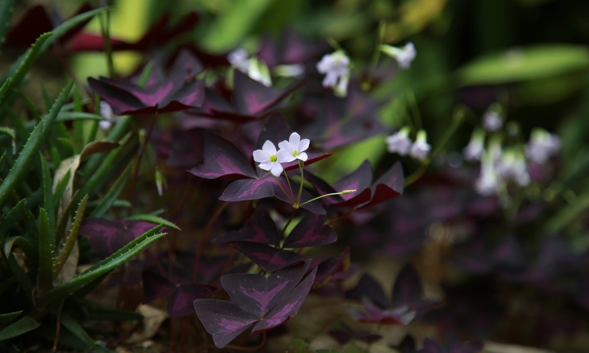 oxalis plant with flowers