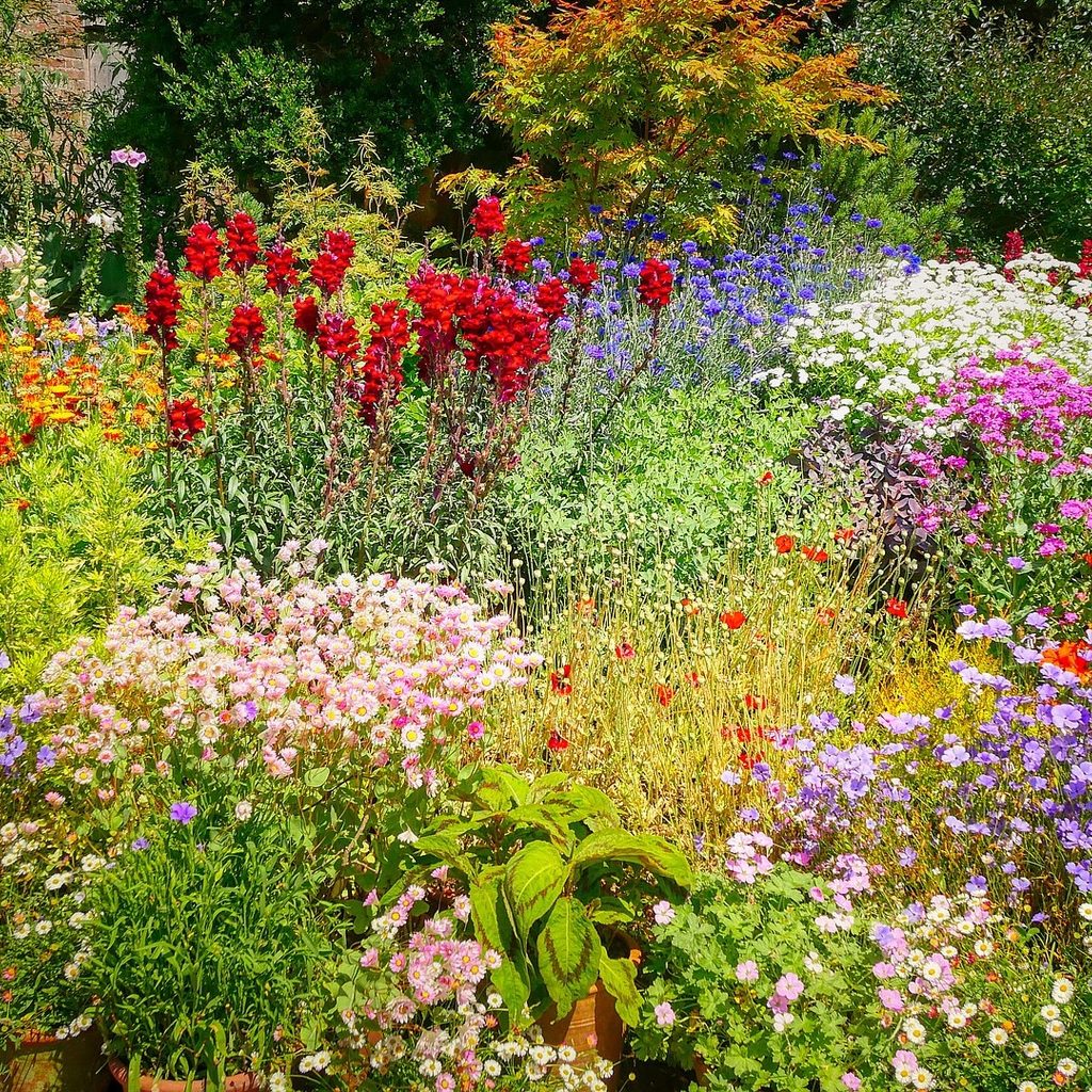 A wildflower garden full of colorful flowers