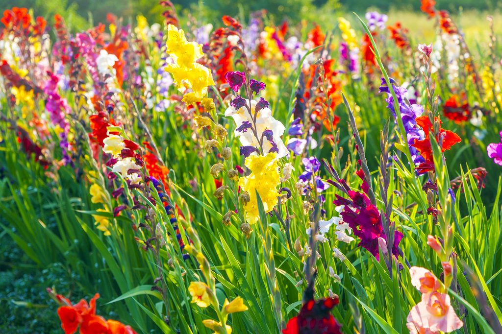 A cluster of tall, colorful wildflowers