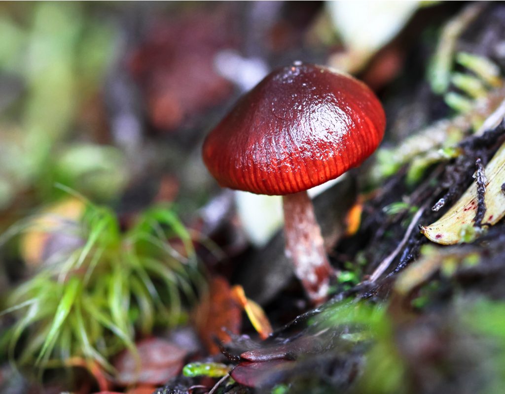 A wine cap mushroom growing outdoors