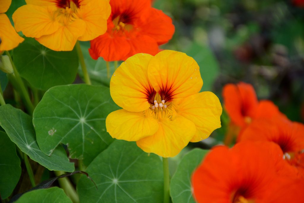 Yellow and orange nasturtium flowers