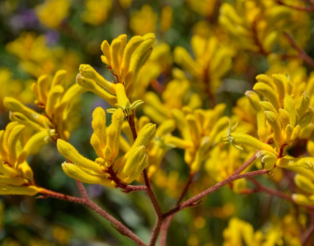 Yellow kangaroo paw flowers