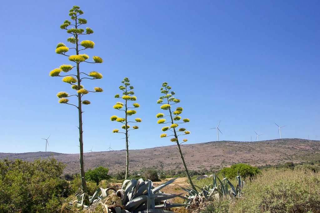 Several agave americana plants with tall flower stalks that resemble trees with yellow flowers