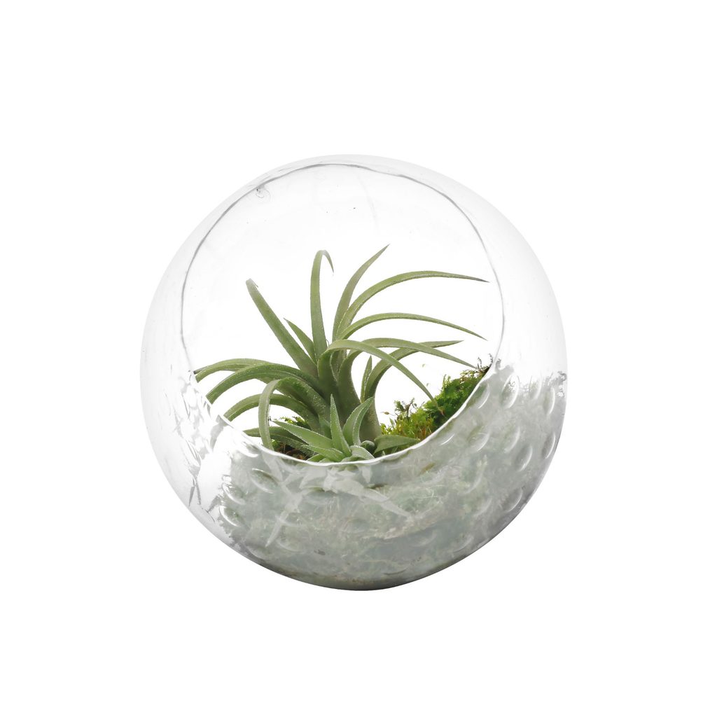 glass open air plant