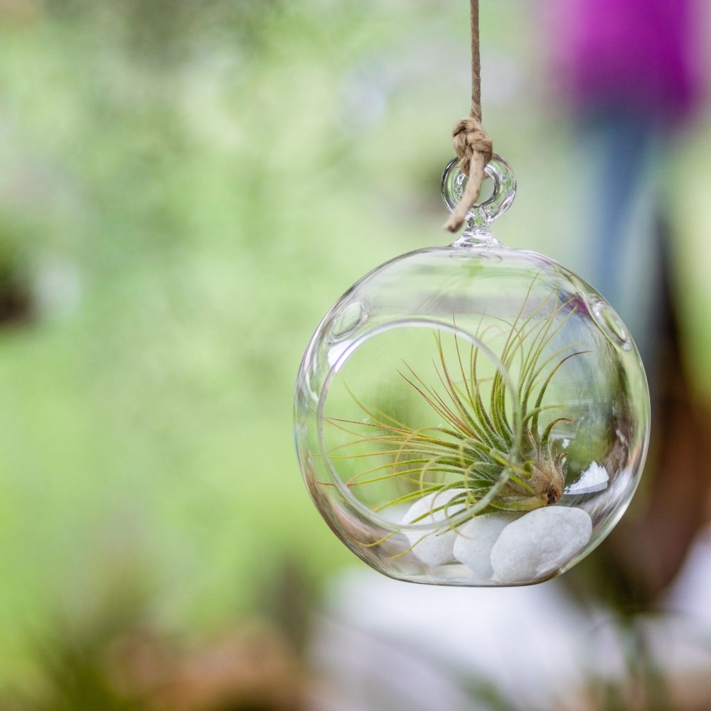 Hanging air plant