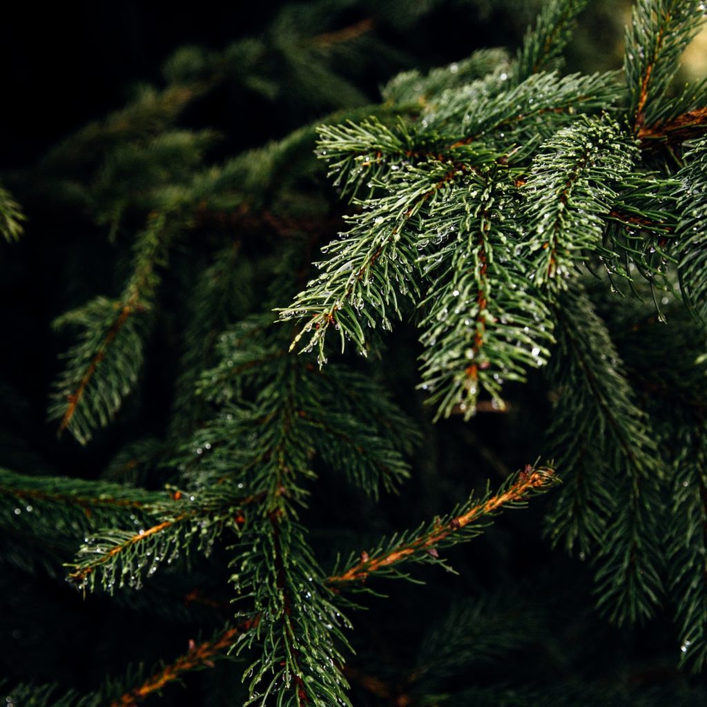 pine tree close up