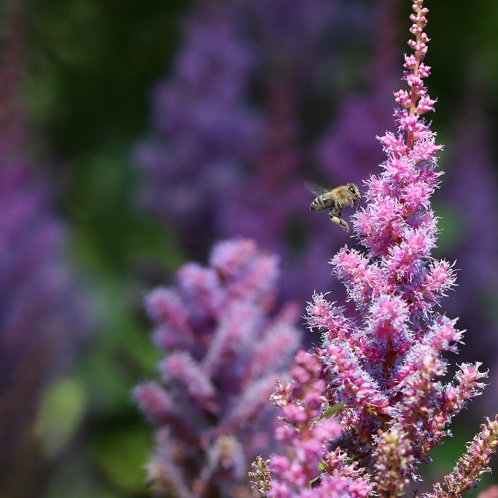 bee on astilbes plant