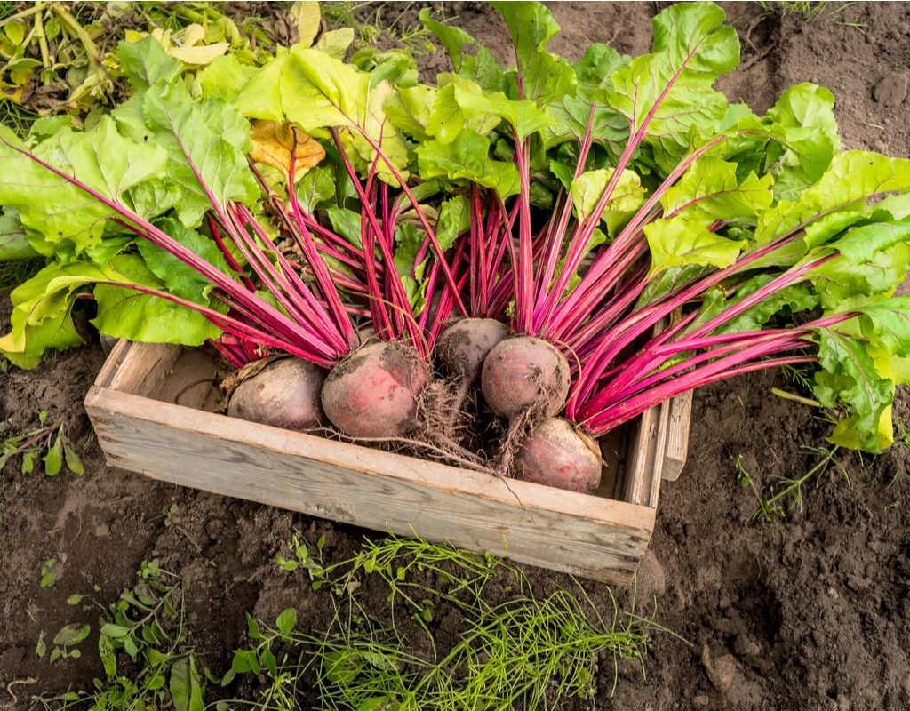 A small box full of freshly harvested beets