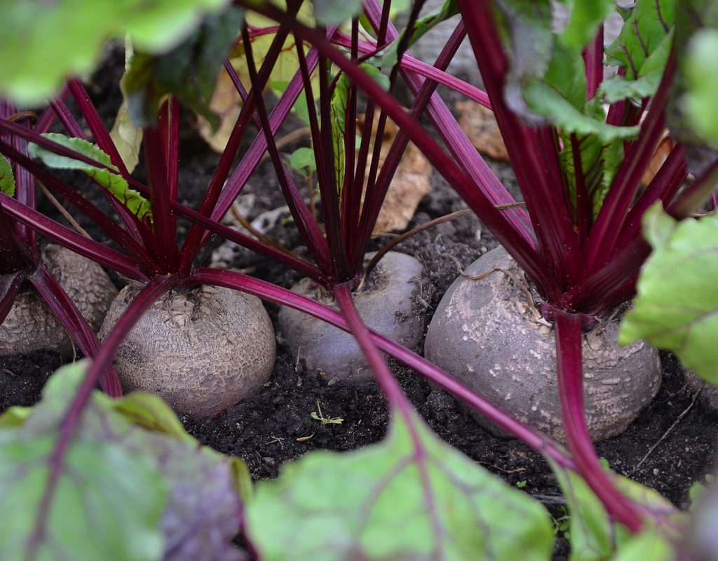 Three beets growing, still partially underground
