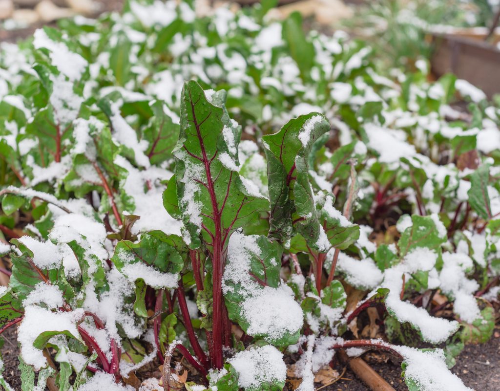 Beet leaves with a light coating of snow