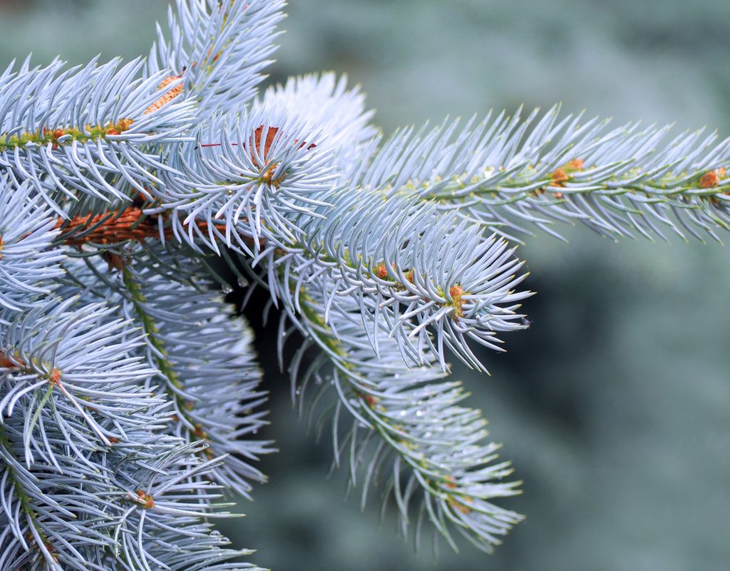 A close-up of a blue spruce branch