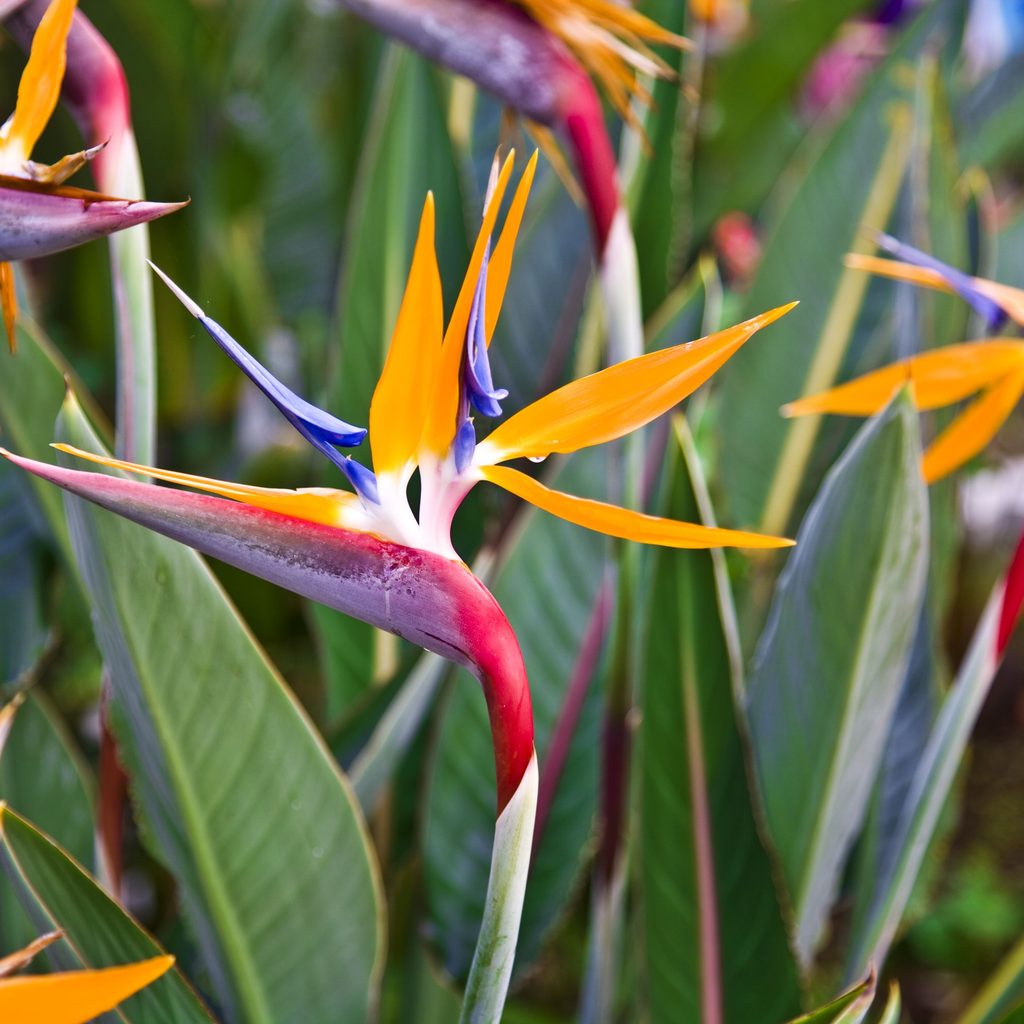 Bird of paradise plant