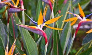 Bird of paradise plant
