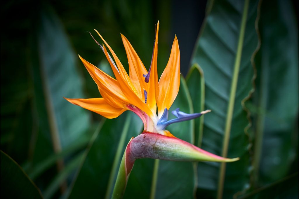 Bird of paradise bloom