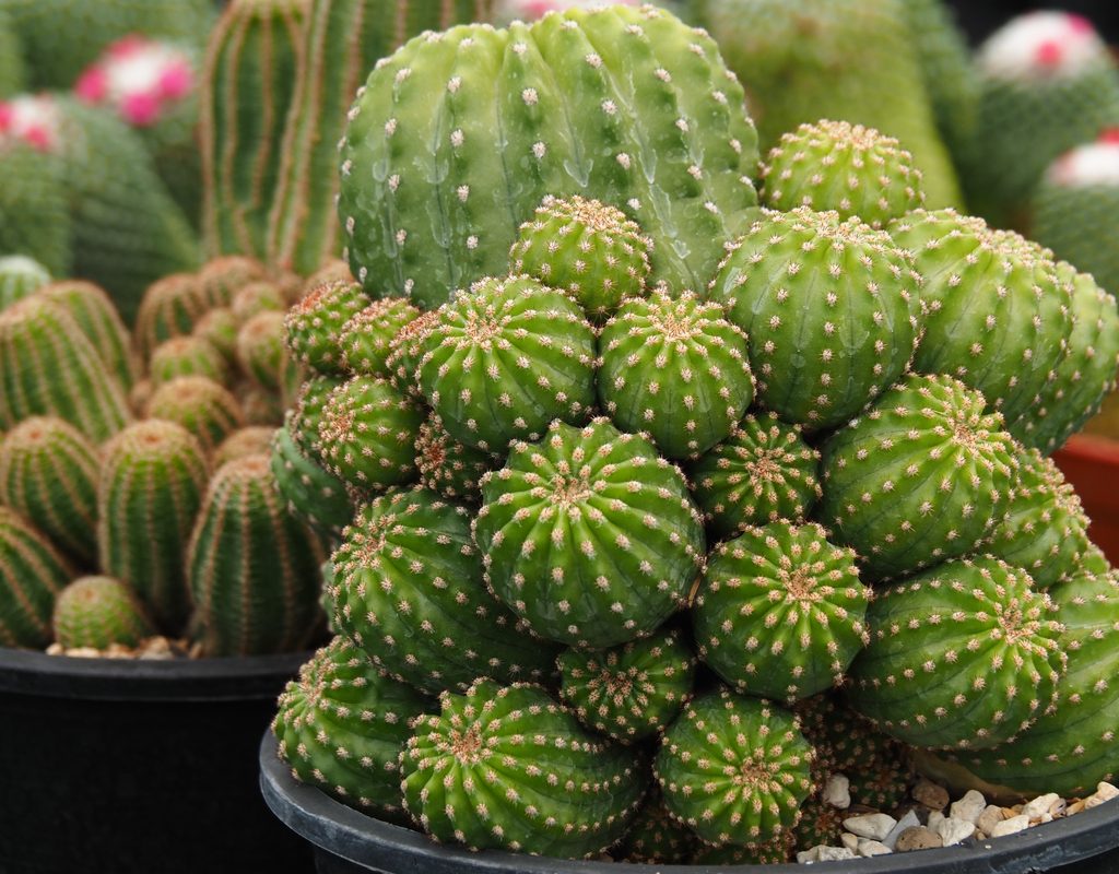 Cactus growth in a cluster