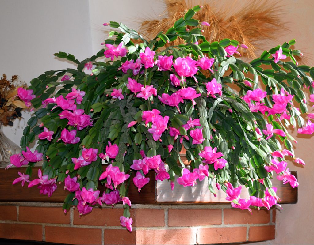A Christmas cactus in full bloom