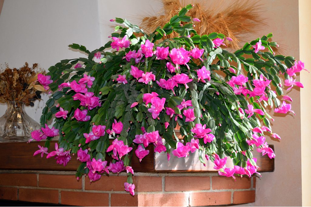 A Christmas cactus in full bloom