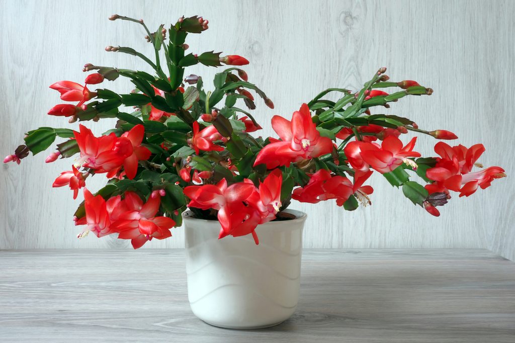 Christmas cactus with red flowers