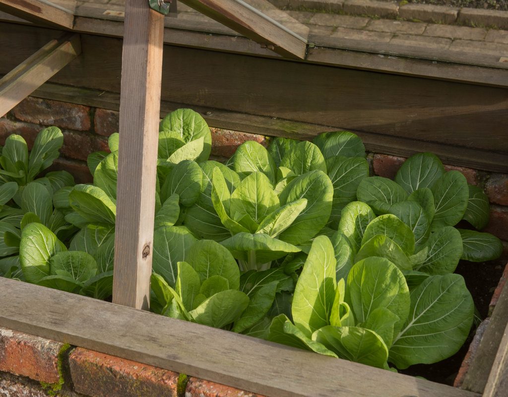 Cold frame greens