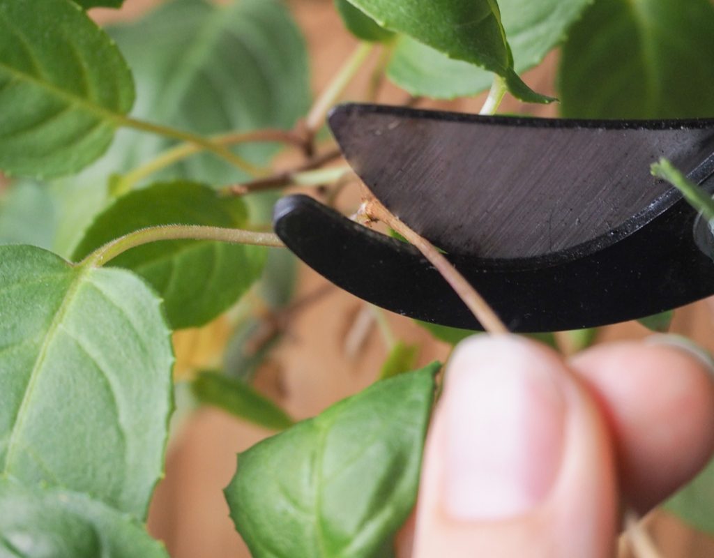 A close up of a pair of garden shears gently clipping a stem of fuchsia
