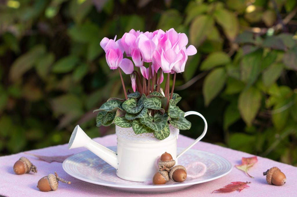 Pale pink cyclamen flowers growing in a small white watering can on a table
