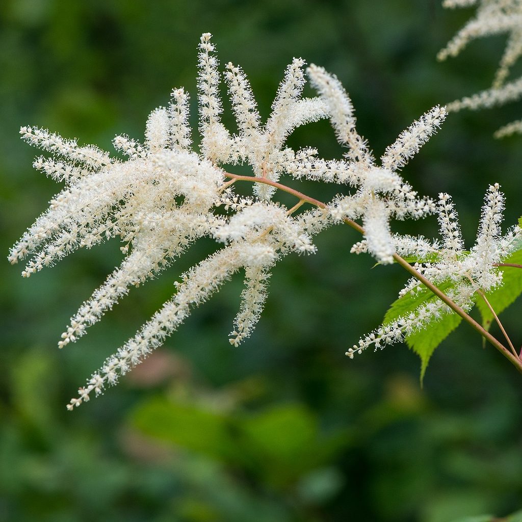 white astilbes bloom