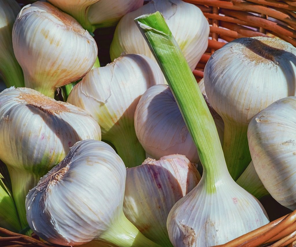 A basket of freshly harvest garlic
