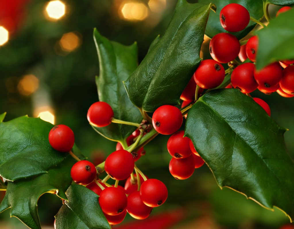 A fresh holly branch