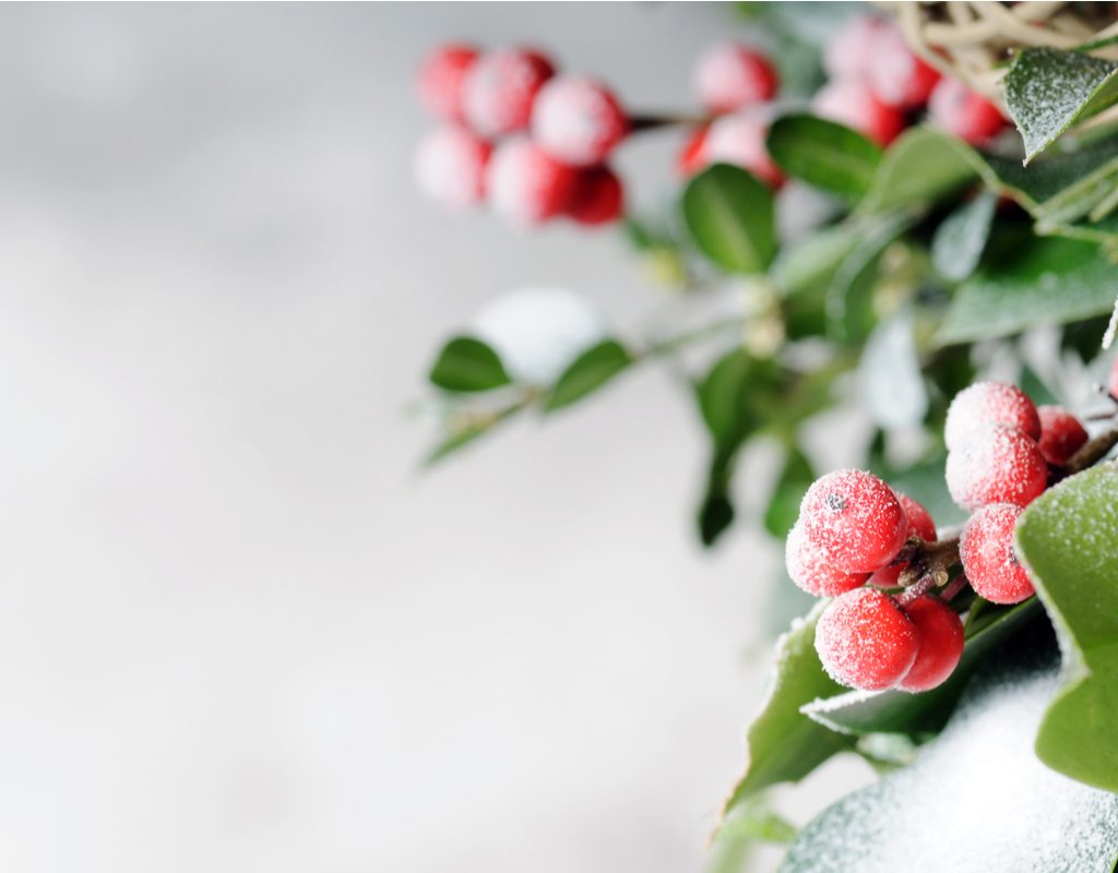 Holly berries dusted with snow