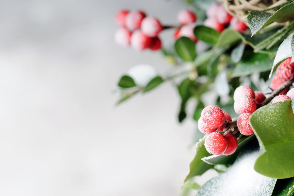 A holly plant covered in frost