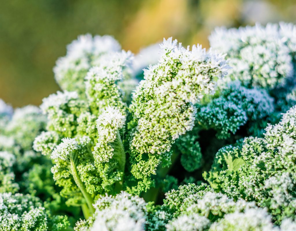 A close-up of curly kale leaves with frost on them