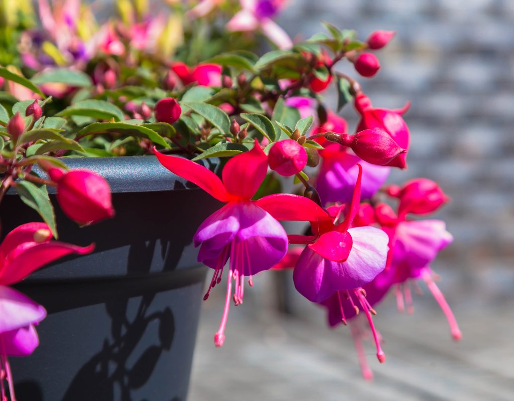 Close-up of a fuchsia plant with red and purple flowers