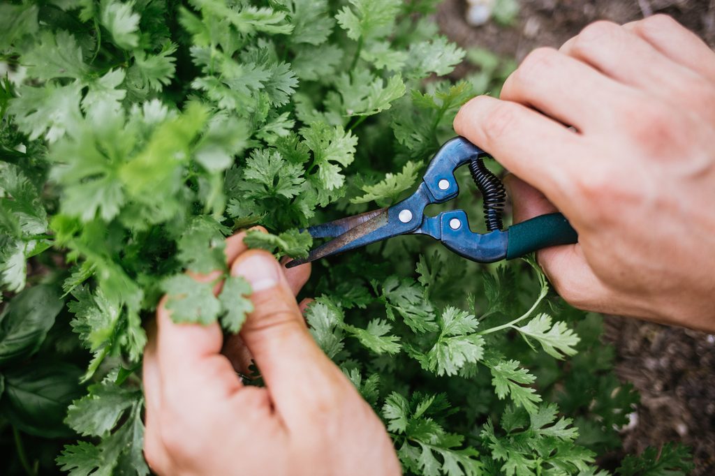 Person harvesting cilantro