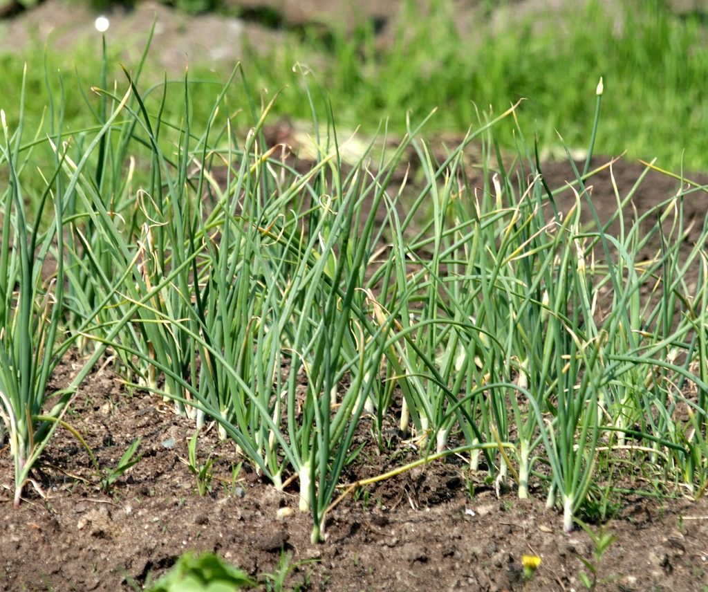 Garlic plants growing in a garden