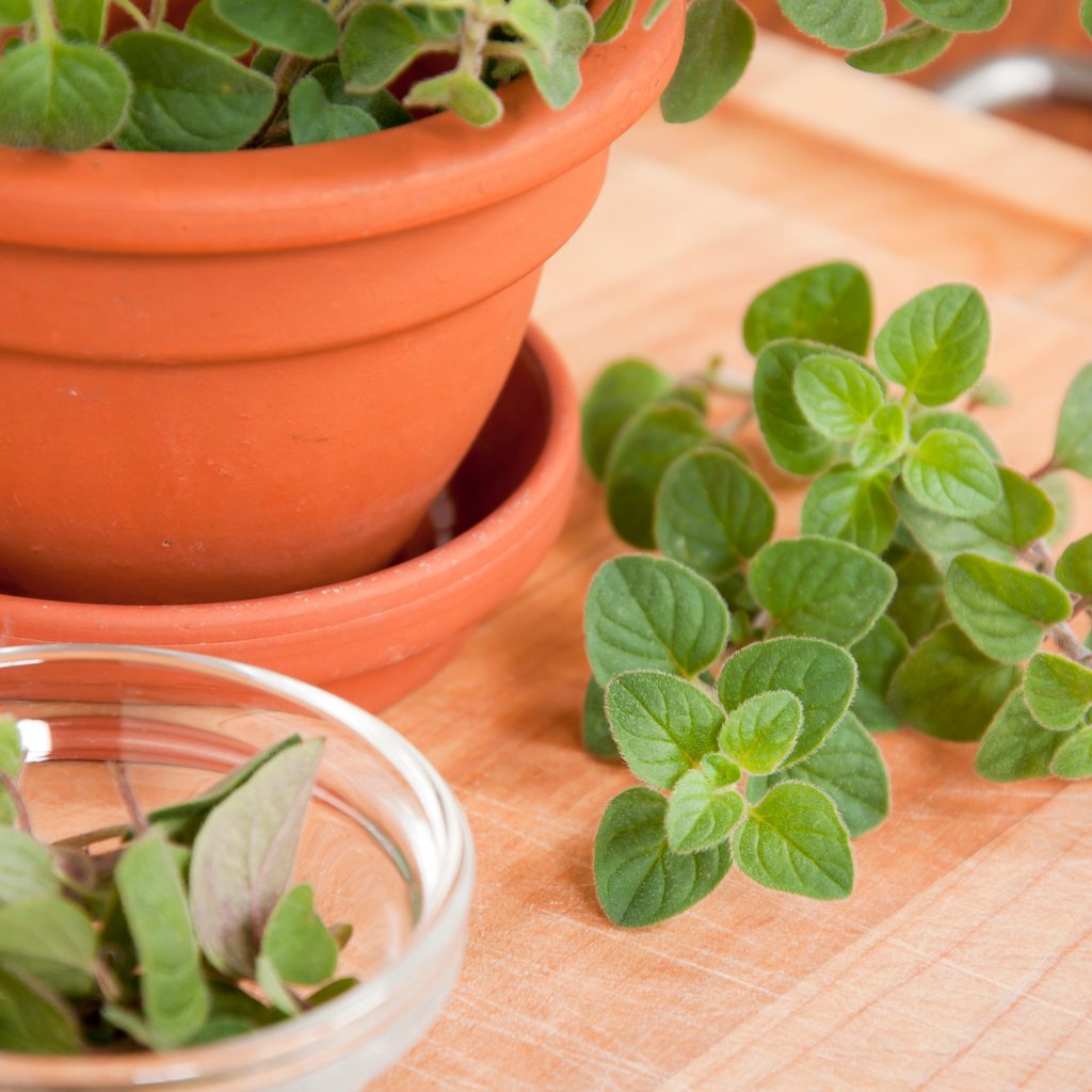 Greek oregano