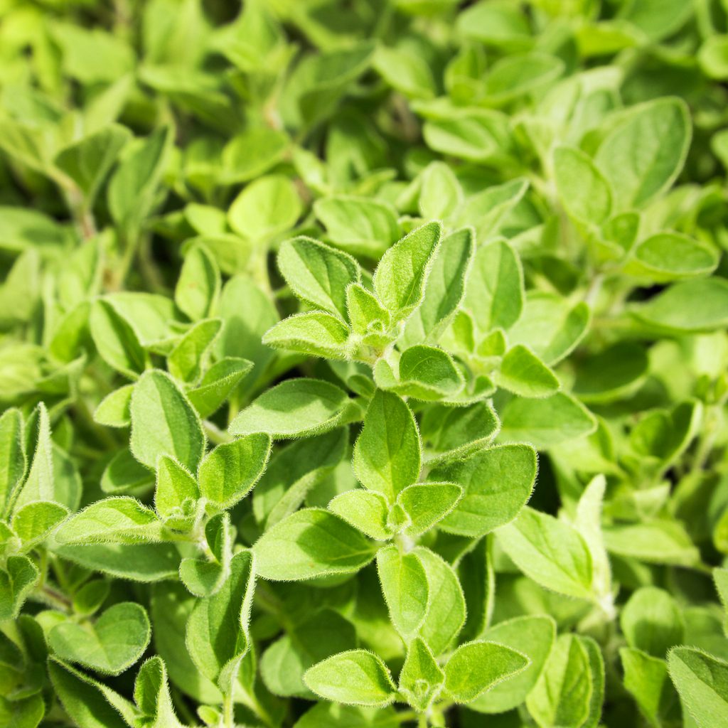 Greek oregano