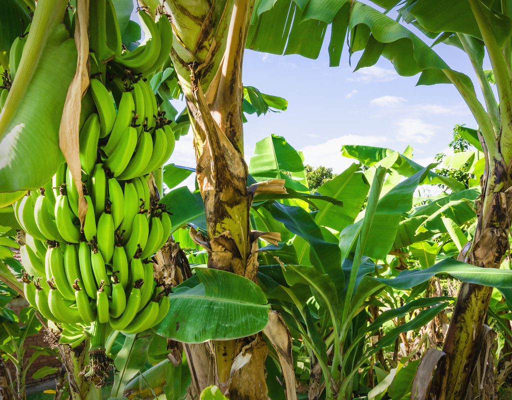 Bananas on trees