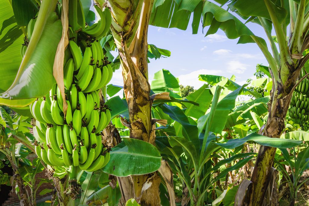 Bananas on trees
