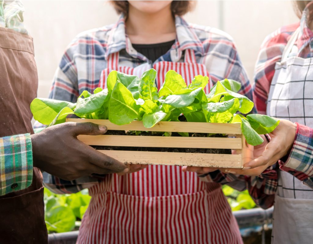 Three people holding a small wooden crate full of lettuce