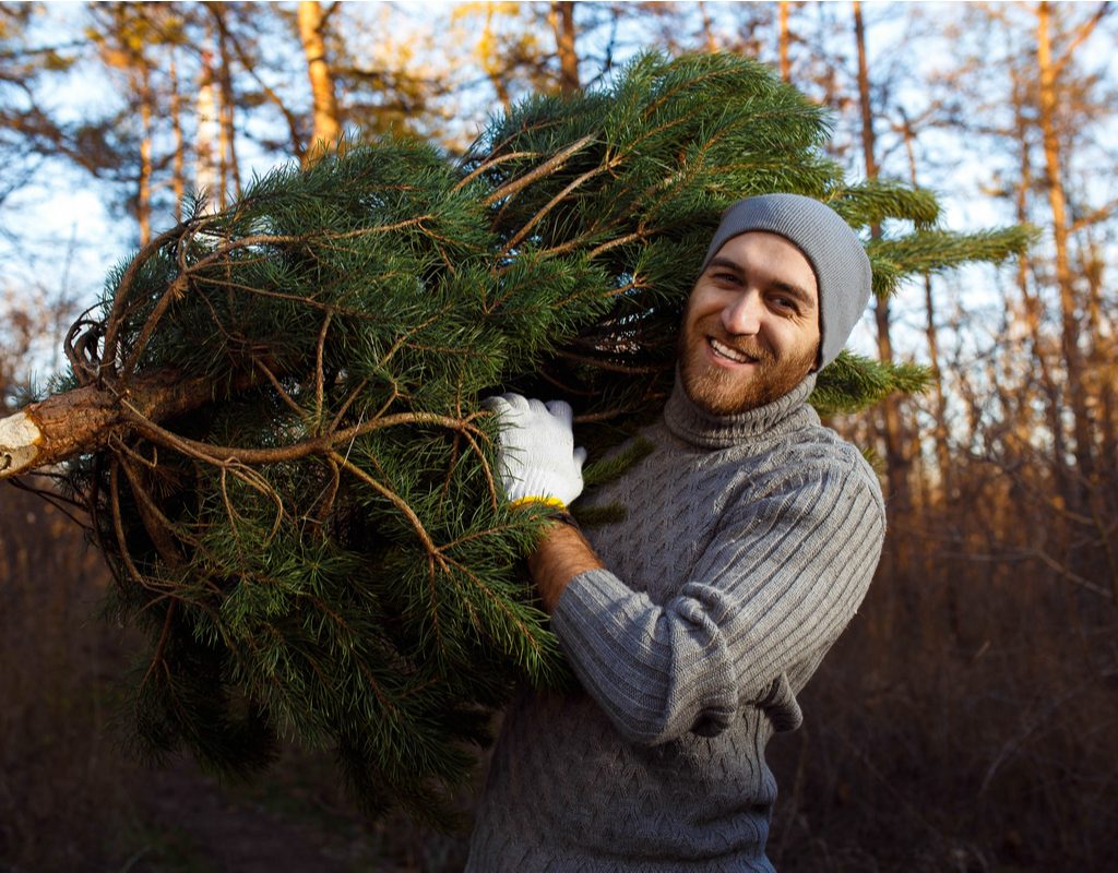 Person carrying old Christmas tree