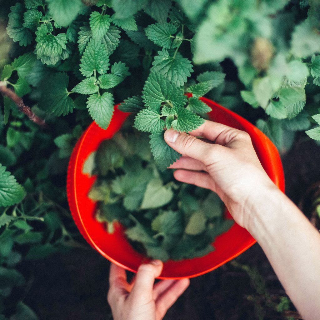 Harvesting peppermint