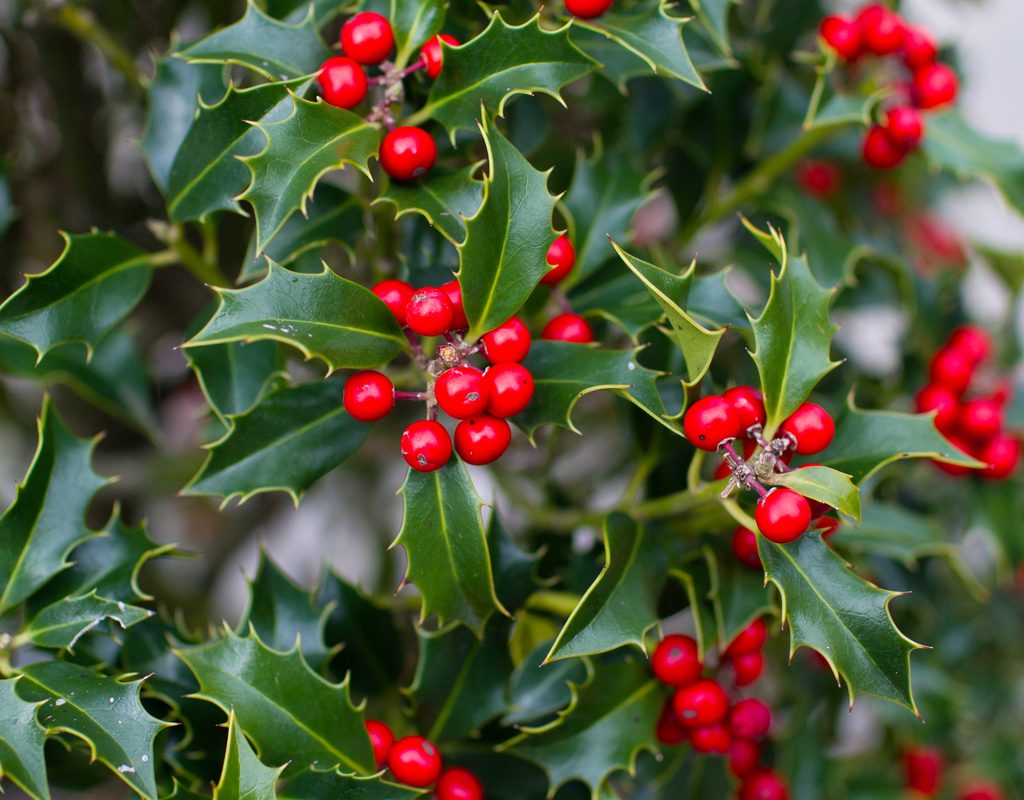 Groups of holly berries