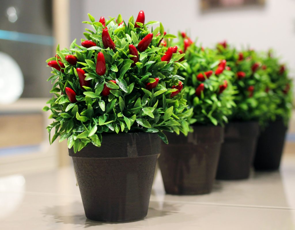 Several potted pepper plants