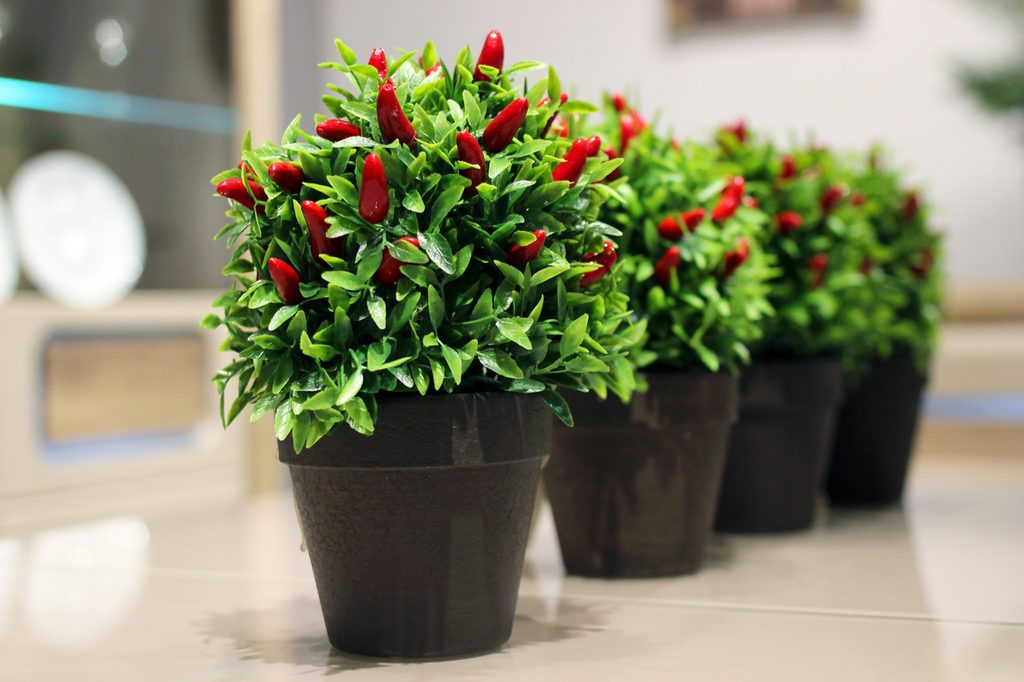 Several potted pepper plants