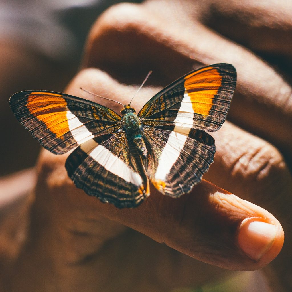 butterfly on finger