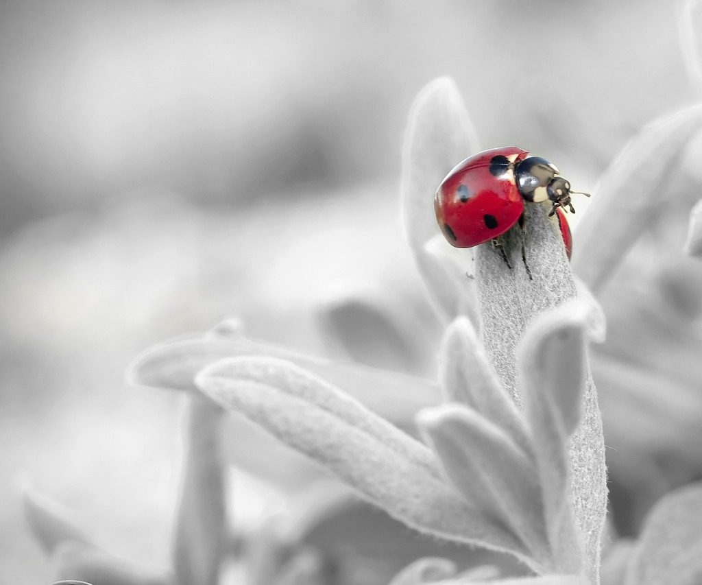 A ladybug on white fuzzy leaves